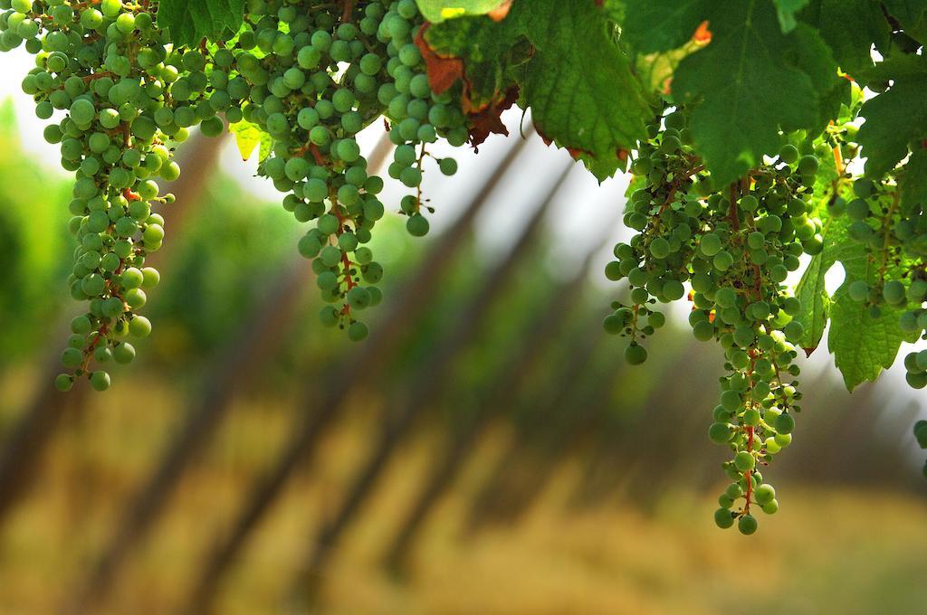 B&B Camignone Franciacorta Passirano Kültér fotó